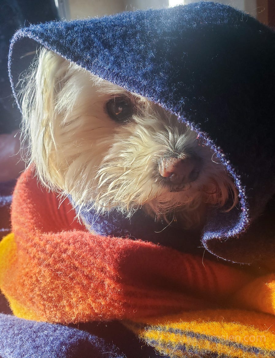 Small white dog wrapped up in a colorful wool blanket staring at the camera. Photo by Jenifer Hanen, aka Ms. Jen.