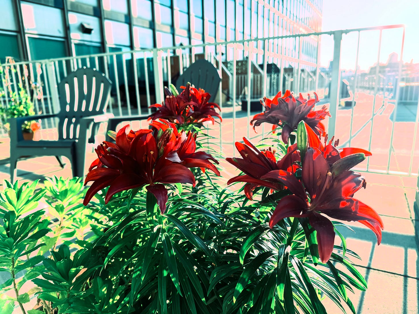 Lillies on the Terrace (Photo: Oliver Bouchard)