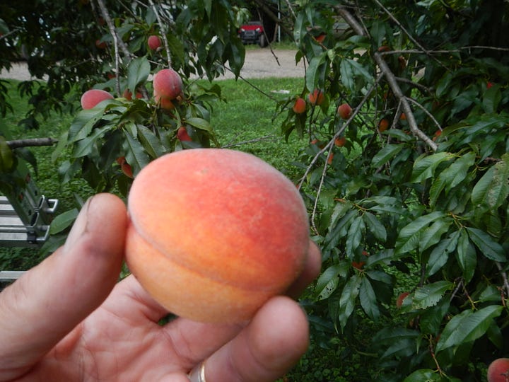 Loring peach