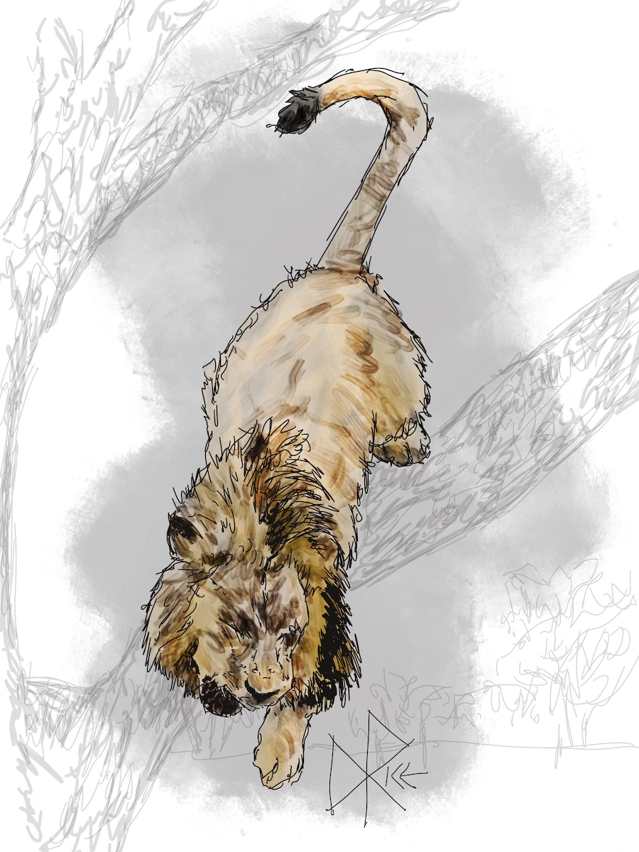 A male lion jumps down off a tree branch. Sketch art by Don Rice.