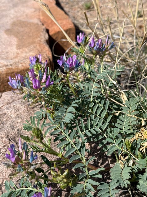 Locoweed, Perky Sue, mountain mahogany, and weeping crabtree in bloom this last week.