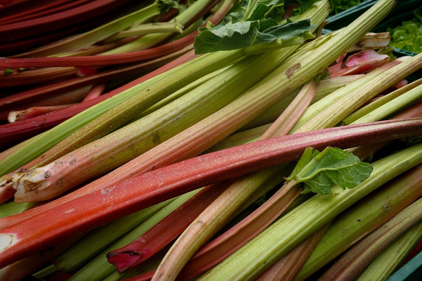 rhubarb.jpg rhubarb.jpg
