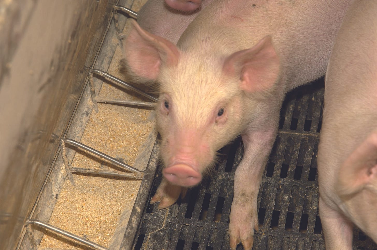 Research Shows Pigs Benefit from Soy-Protein Diet - U.S. Soybean Export  Council
