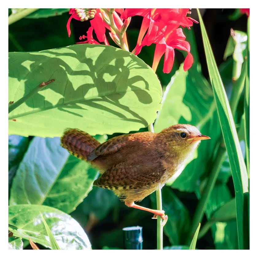 A small brown bird with a yellow beak and pink legs poses under some beautiful flowers