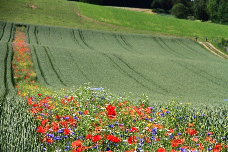 A Beautiful Solution: UK, Switzerland Experiment With Using Strips of ...