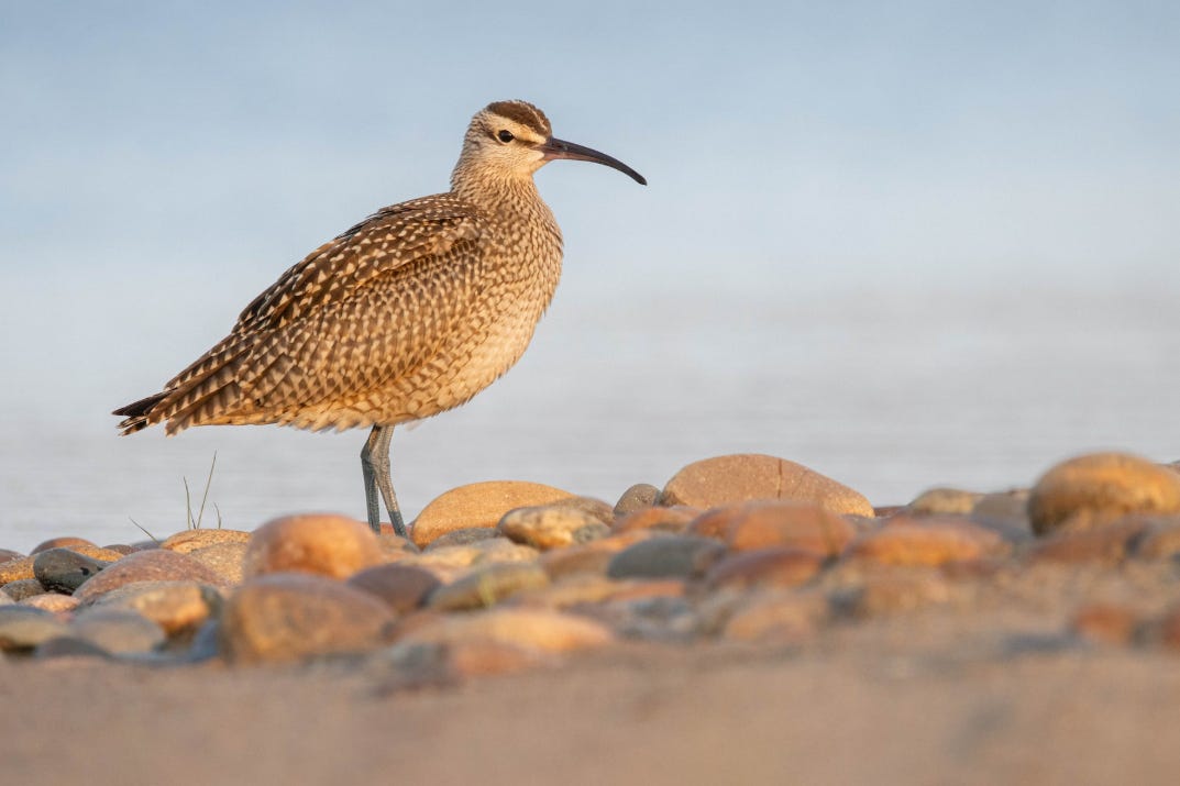 Birding Tip: Bird the Windbreak - Birding University