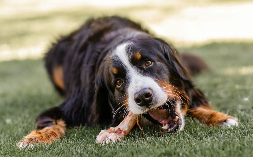a dog lying on grass a dog lying on grass