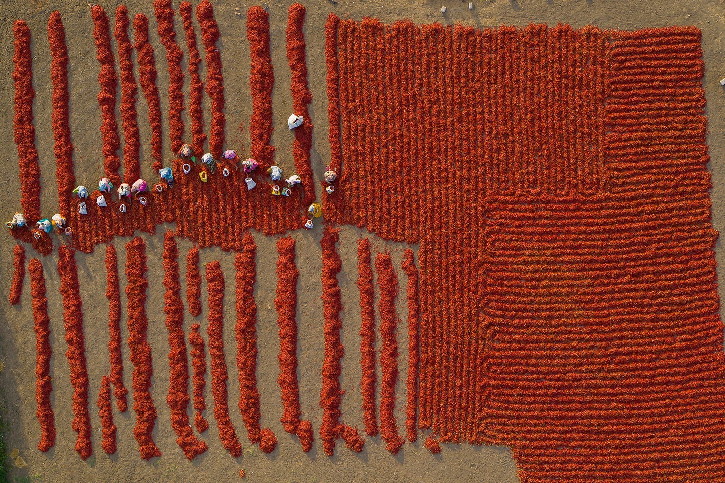 Sorting sun-dried red chilli on a small family farm near Guntur, Andhra Pradesh. © George Steinmetz Sorting sun-dried red chilli on a small family farm near Guntur, Andhra Pradesh. © George Steinmetz