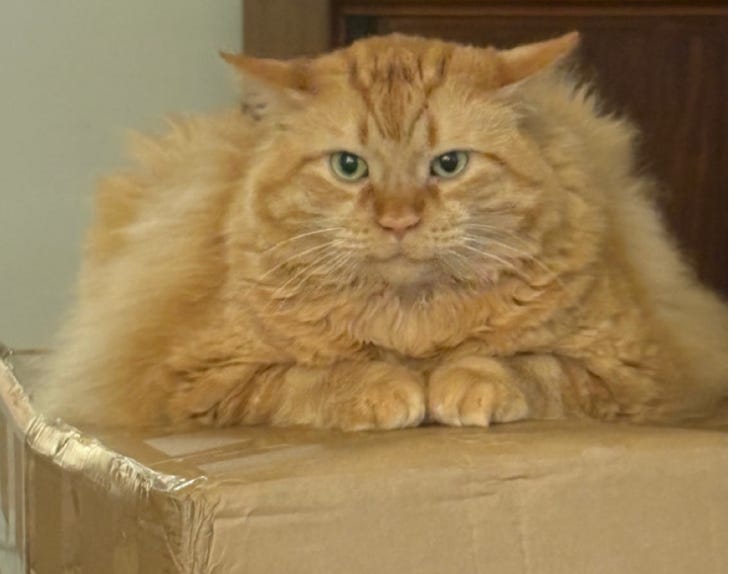enormous orange floof sitting on box; very green eyes