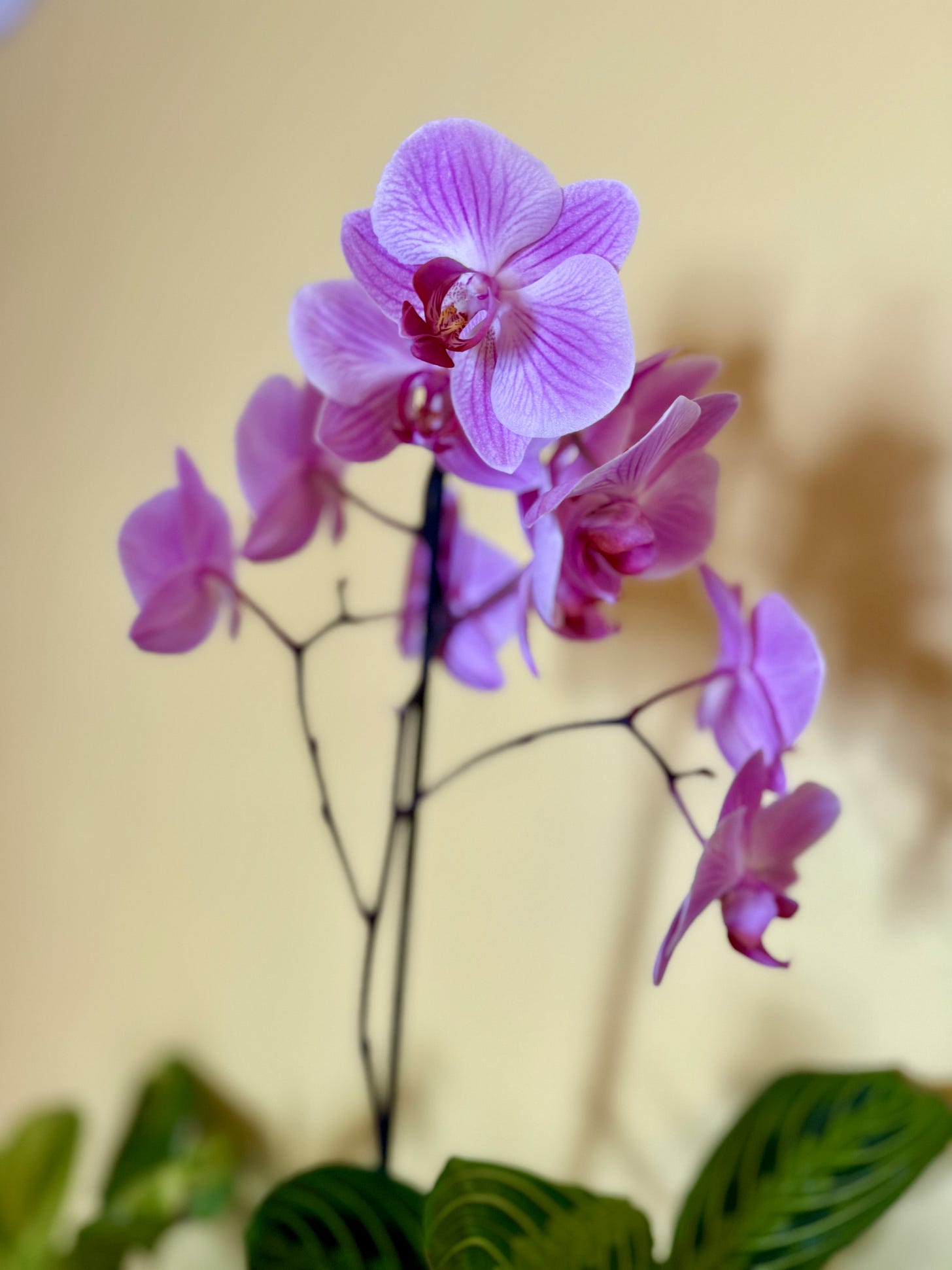 pink orchid against yellow background wall