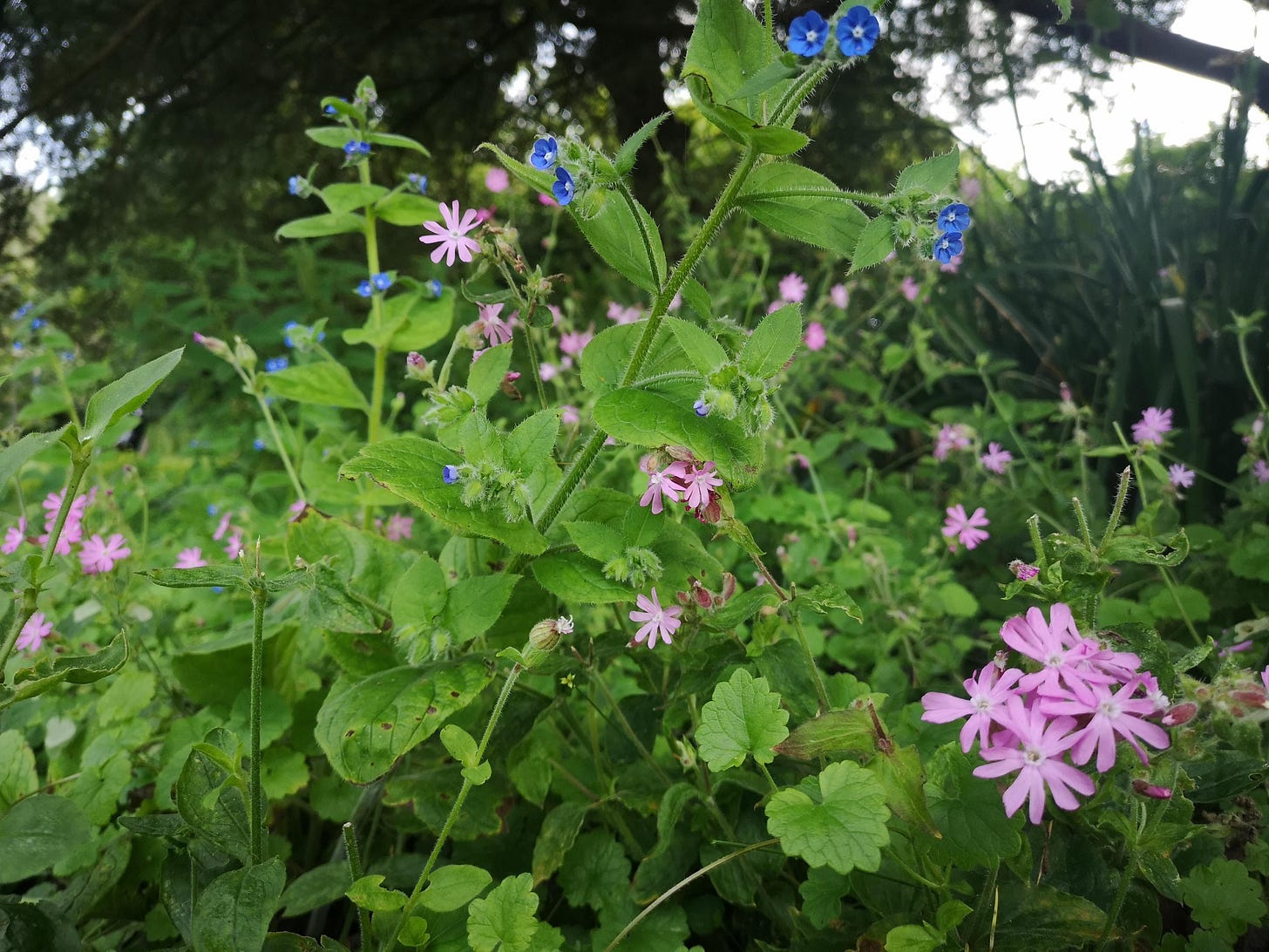 Wildflowers in Exeter Capability Brown Garden Wildflowers in Exeter Capability Brown Garden