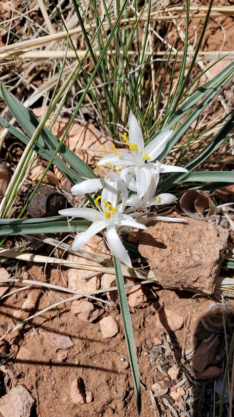 A gallery of six photos of wildflowers. All the flowers are small and grow close to the ground. There is a mix of yellow, pink, purple, and white flowers. The ground beneath them is a reddish clay/dusty soil.