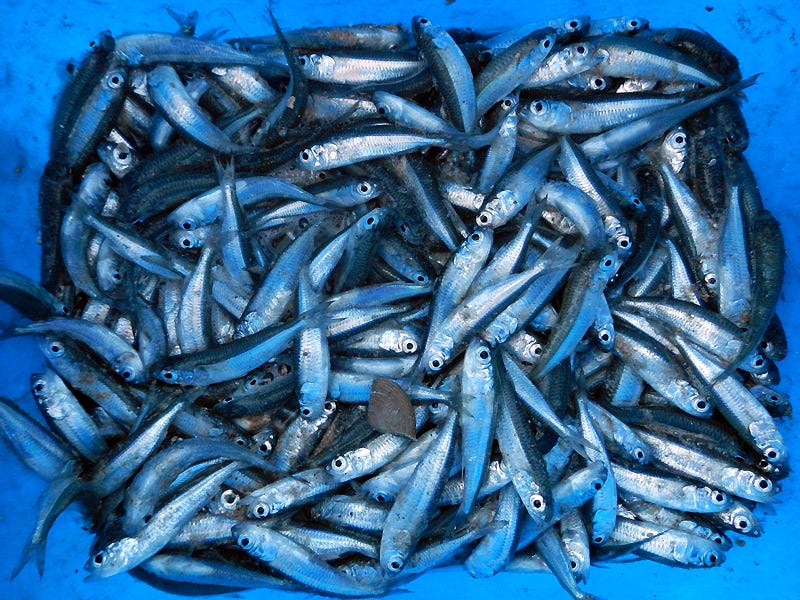 All the Strata Insurance Underwriters in a Bucket
