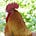 Lynae Fisher's avatar