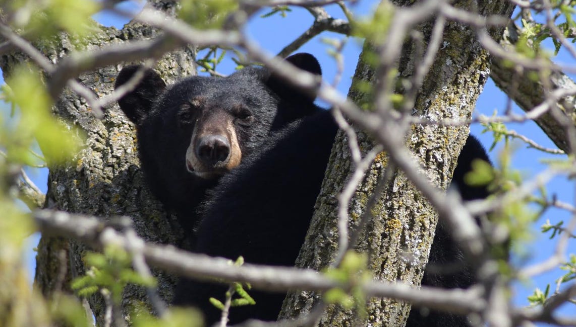 Letter: Singing Away the Black Bears