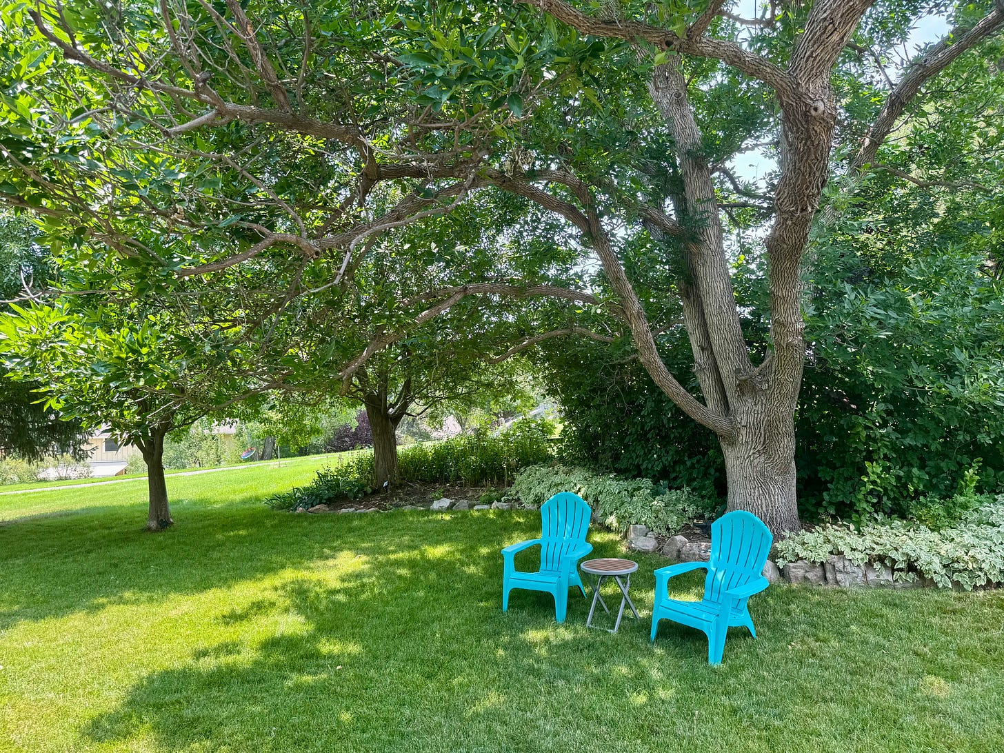 Two blue chairs and a small table sit under the shade of an ash tree's large canopy