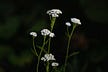 Blue Yarrow: The Pattern Behind It
