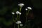 Blue Yarrow: The Pattern Behind It