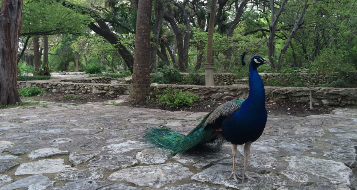Mayfield Park peacocks Austin Mayfield Park peacocks Austin