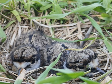 Six photos: one of a small, white terrier in a driveway, one of two killdeer chicks in a nest, one of two terriers and a grey-and-white cat lounging in black cloth, one of red and yellow columbine blossoms, one of a sleeping terrier on a tree-lined path, one of a shoal of polliwogs in a grassy pond.