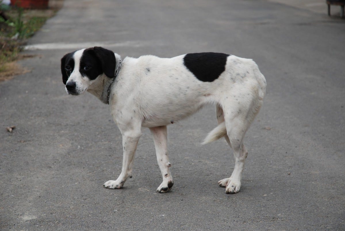 Why Do Dogs Keep Their Tails Between Their Legs? - Dog Discoveries