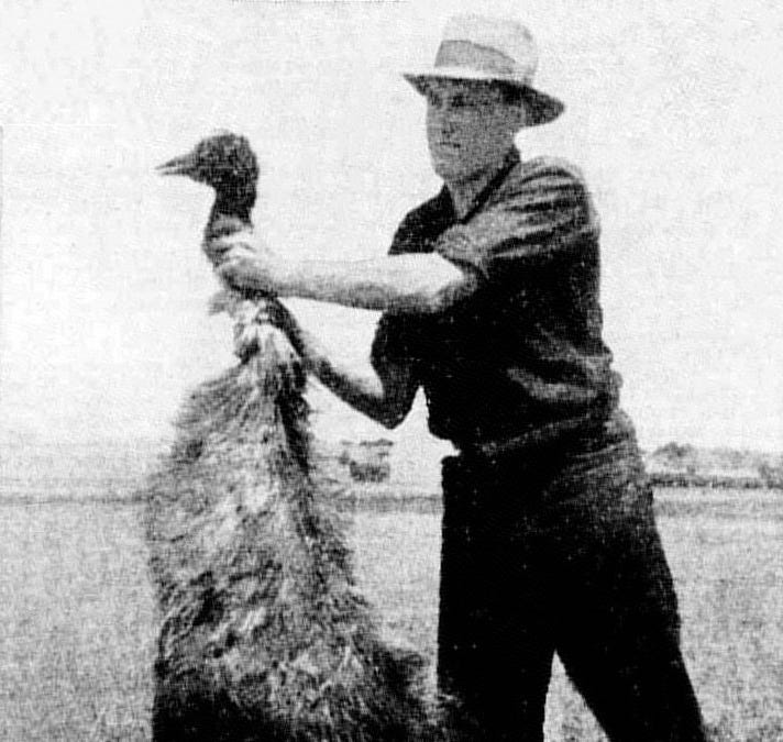 Stack In Emu The Emu war - by The teen historian - Unhinged History