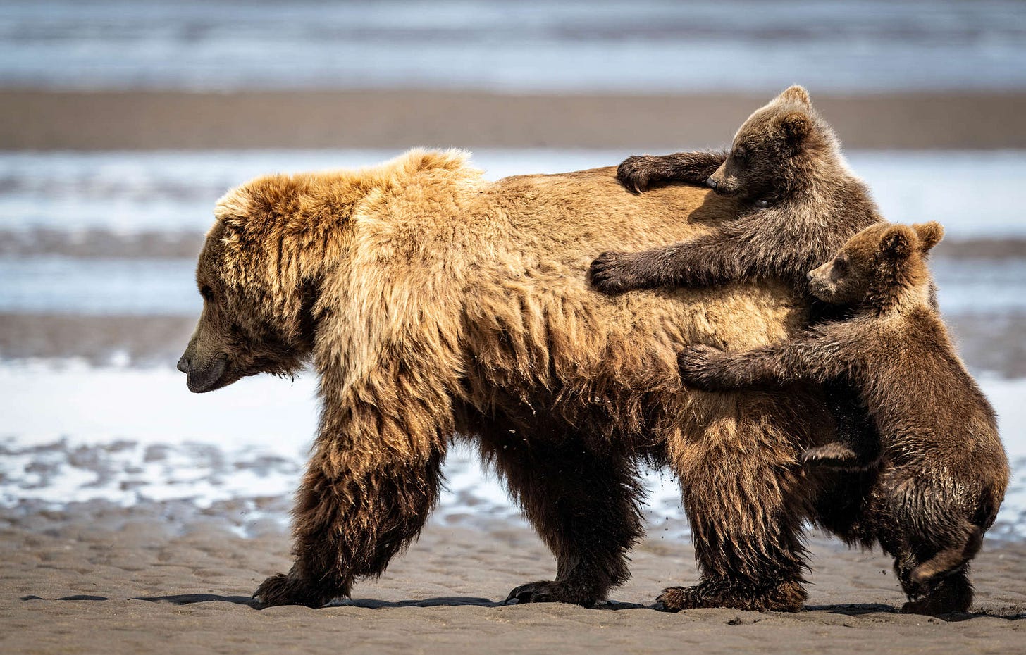 Alexander Fine / Nikon Comedy Wildlife Photography Awards