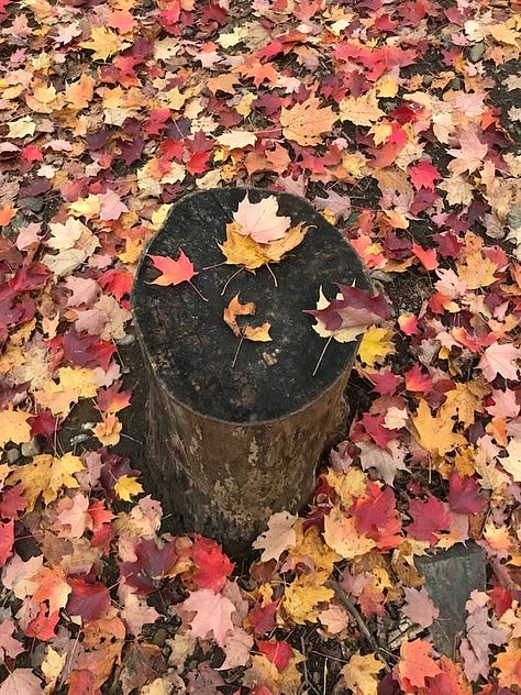 forest photos from Chelsea in the autumn