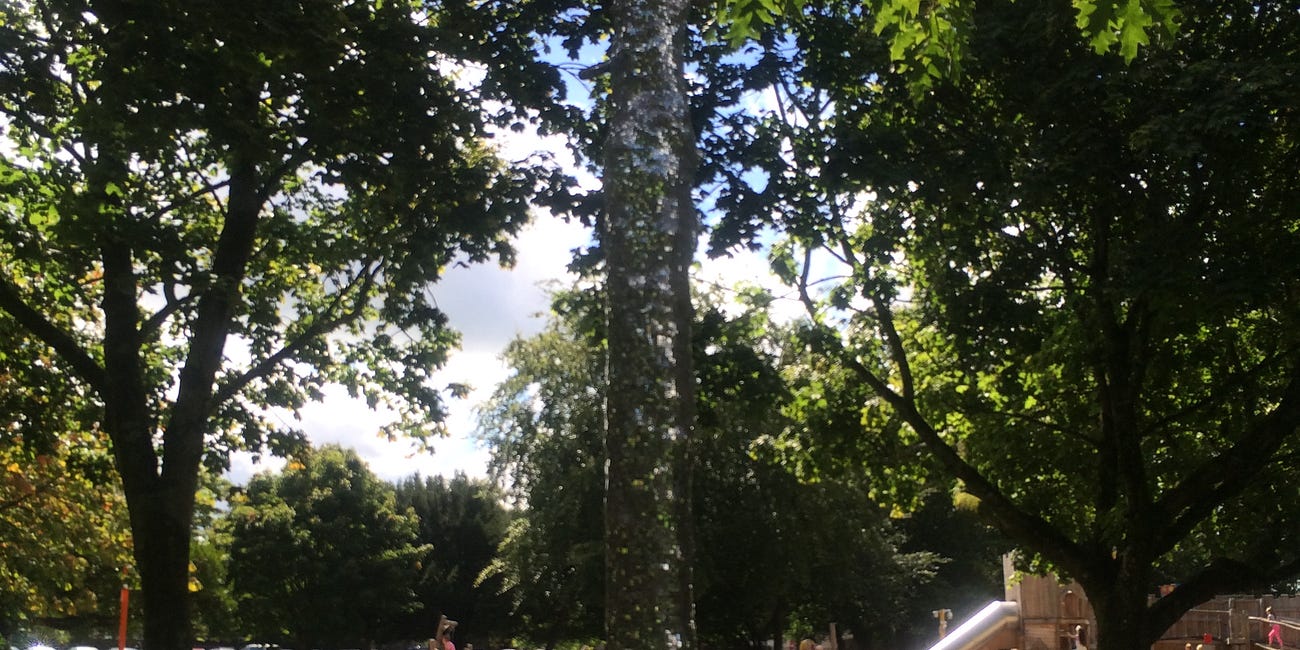 Voices from Cork: Our favourite trees
