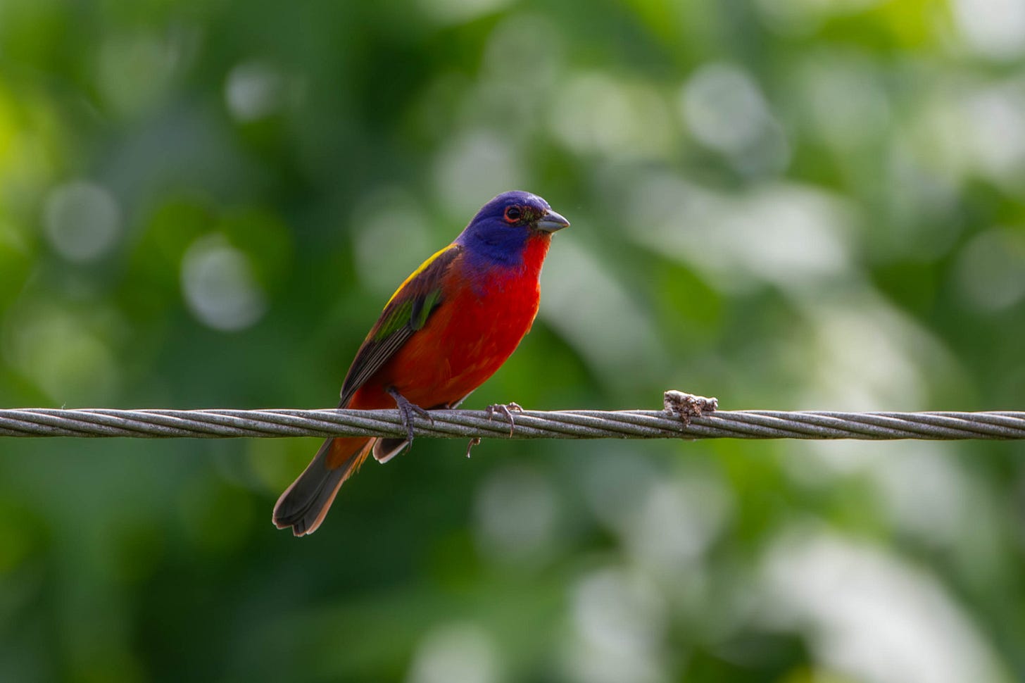 A fabulously rainbow colored bird on a powerline. The bird has a red belly, blue head, red eyering, and yellow, green, and red on his back and wings.