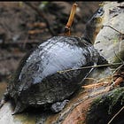 最後の生き残り。メキシコカワガメという亀