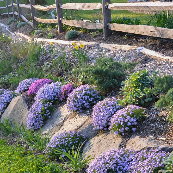 Diptych: Two garden photographs filled with creeping purple, pink and white flowers on a hillside.