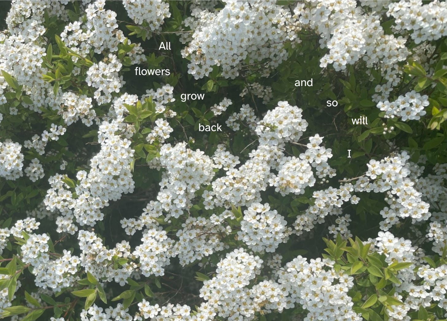 close up of white flowers and green leaves with the quote all flowers grow back and so will I