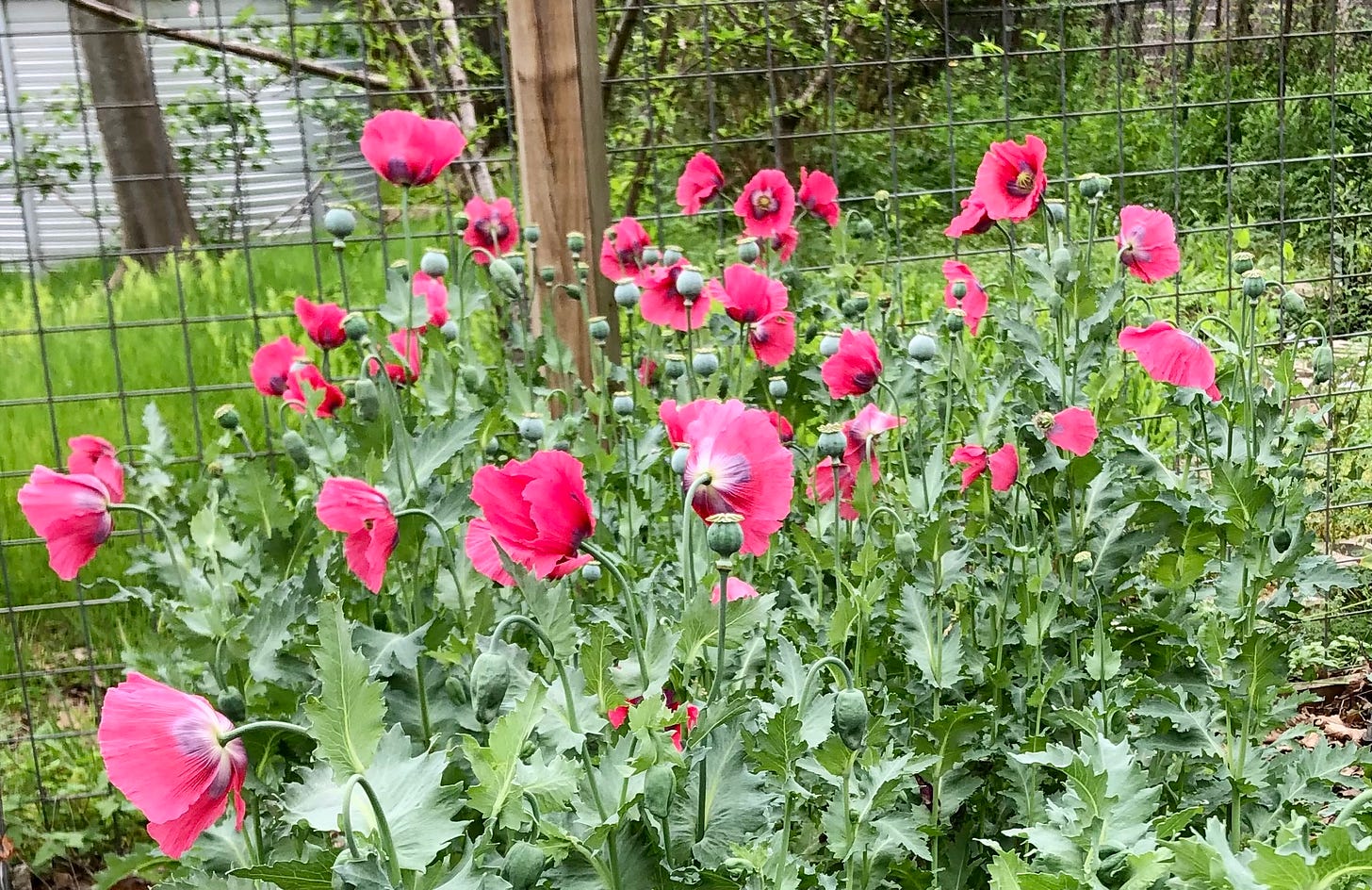 Poppies