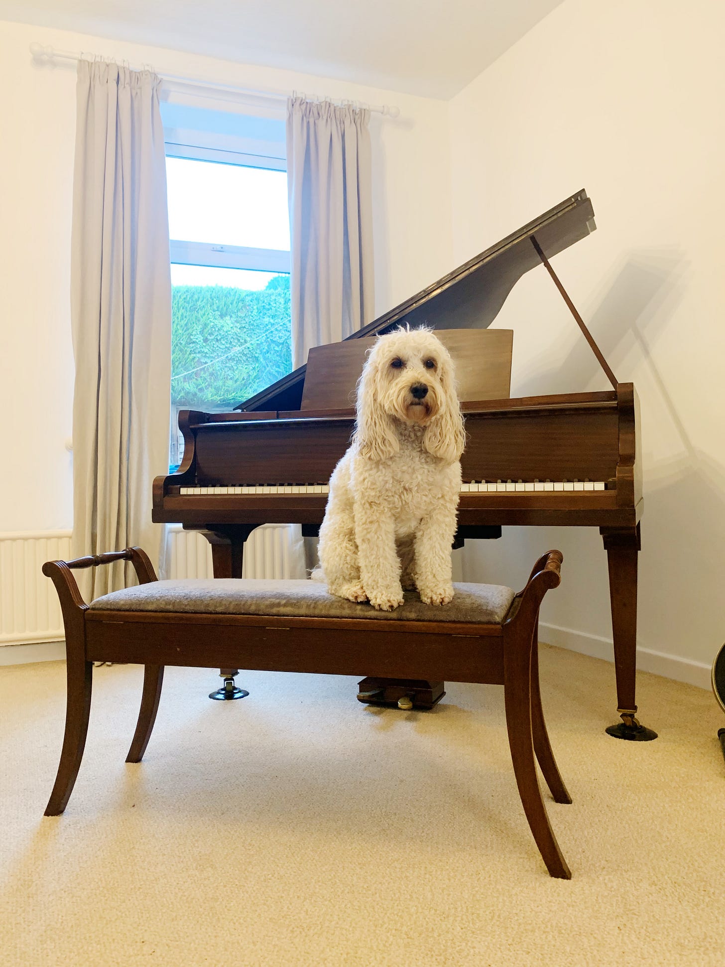 Shown right:  Meet “Willow” the dog, who is Jack’s dog and an excellent listener.