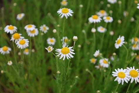 various herb plants