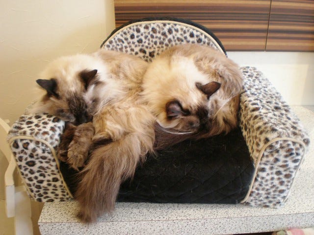 Nyafe Melange Cat Cafe Ebisu Nyafe Melange Cat Cafe Ebisu