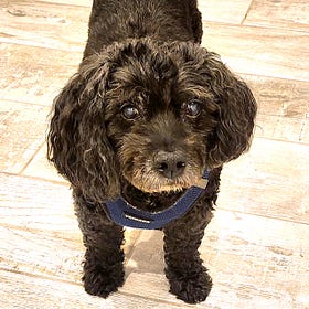 Case Report: Canine Oral Malignant Melanoma, age 14, Male