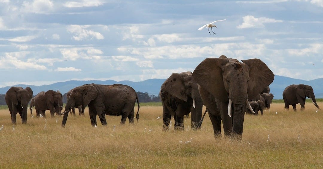 Elephant deaths trigger Kenyan call for Tanzania to curb hunts | Reuters