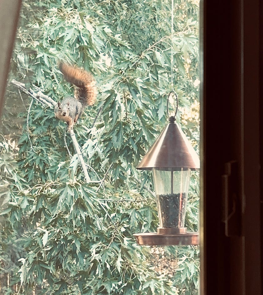 Feisty squirrel sitting on a tree branch eyeing the bird feeding hanging in front of her