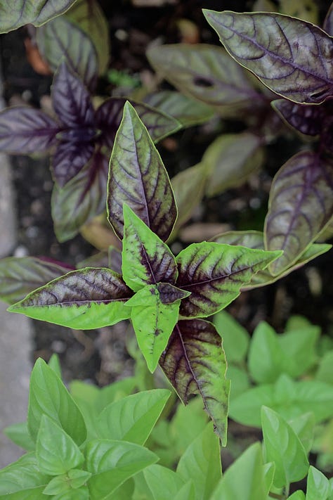 a variety of basil plants growing in an herb garden
