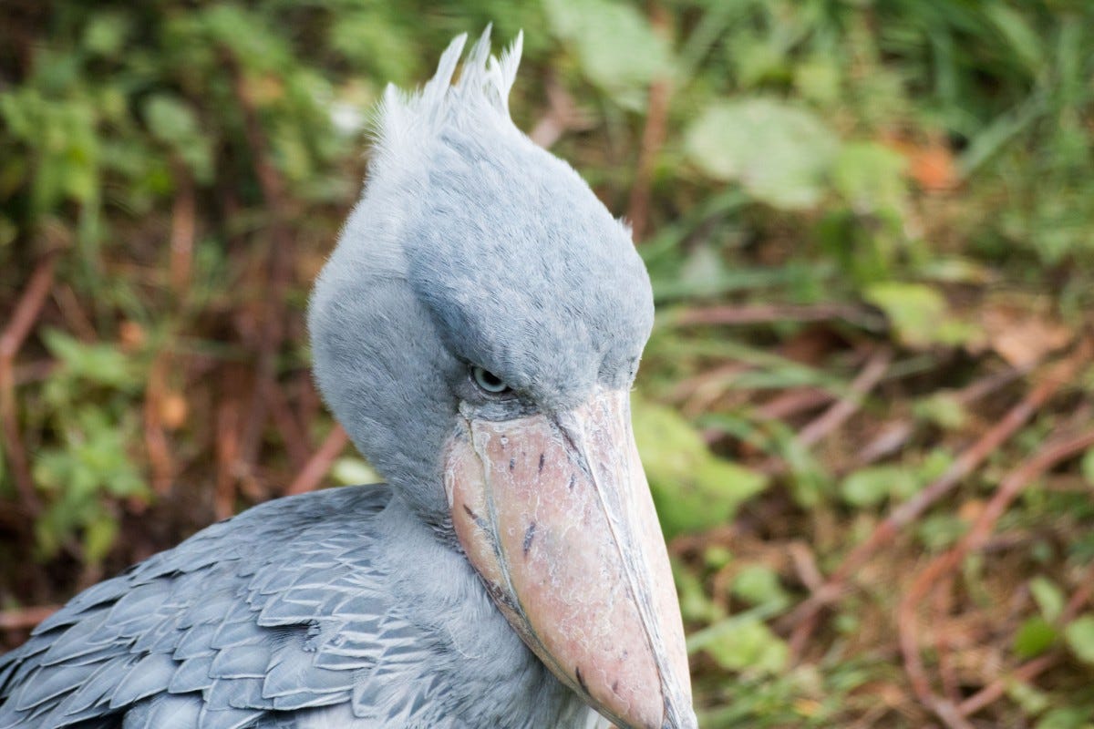 bird, seabird, wildlife, beak, blue, fauna, blue bird, animals, vertebrate, water bird, wader, nil beak in hoof