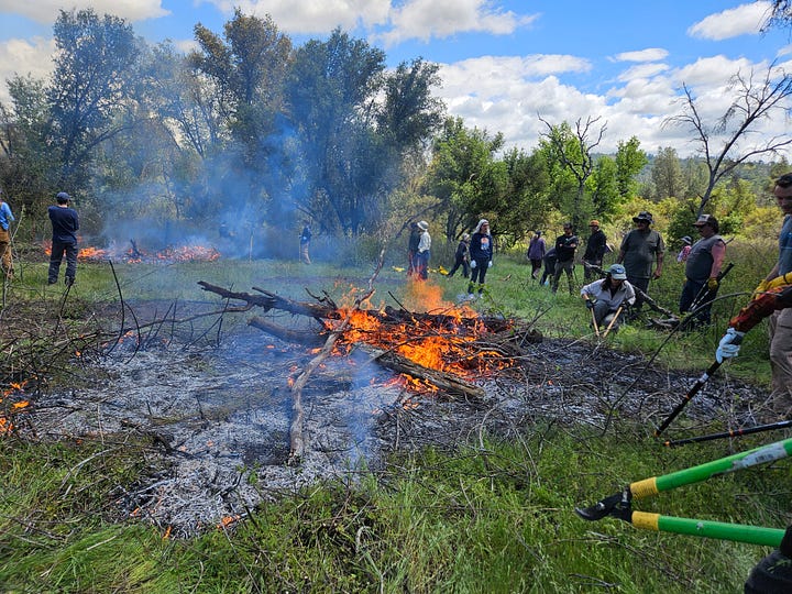 A well-managed forest that is not too dense, a hilltop covered with blackened trees, a pile of lumber against a backdrop of snow-covered mountains, and a group of people setting a small, managed fire. 