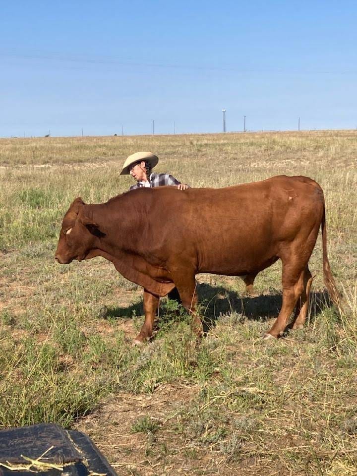 Big Mike and Little Buddy Potential Papas to baby bulls