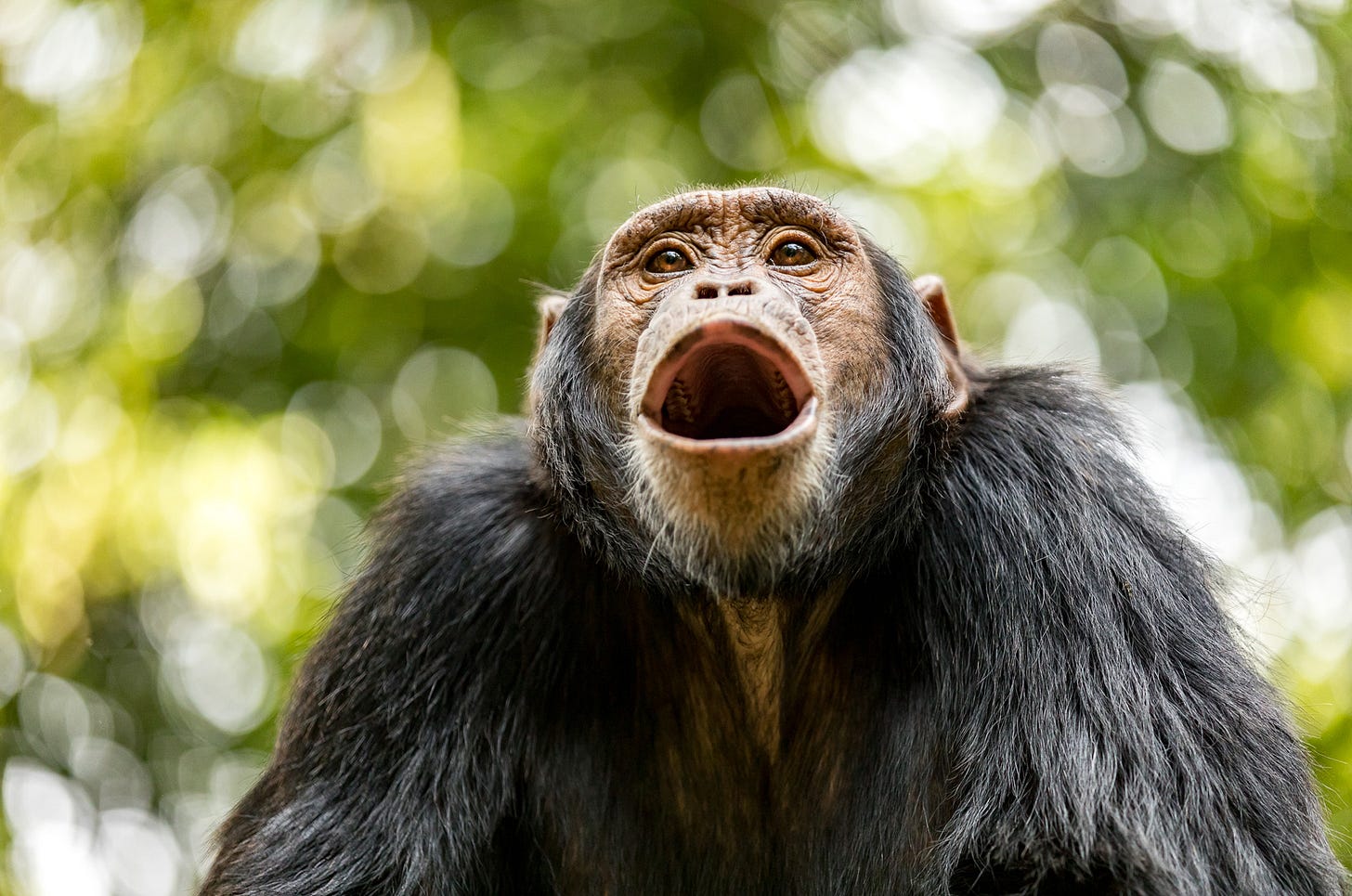 A close-up of a chimpanzee in a forest, its mouth open wide as if calling or vocalizing. The animal’s dark fur and expressive face are sharply focused against a soft, blurred background of green foliage and sunlight.