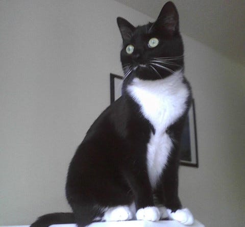 Tuxedo Cats Tuxedo Cats