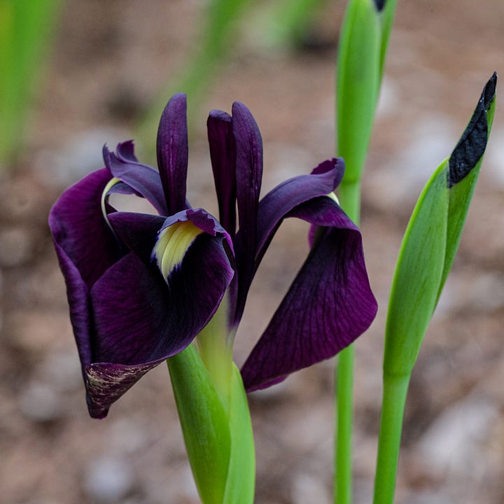 possible combinations for creating iris pseudatas