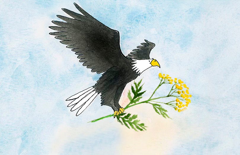 illustration of an eagle flying holding tansy in its claws