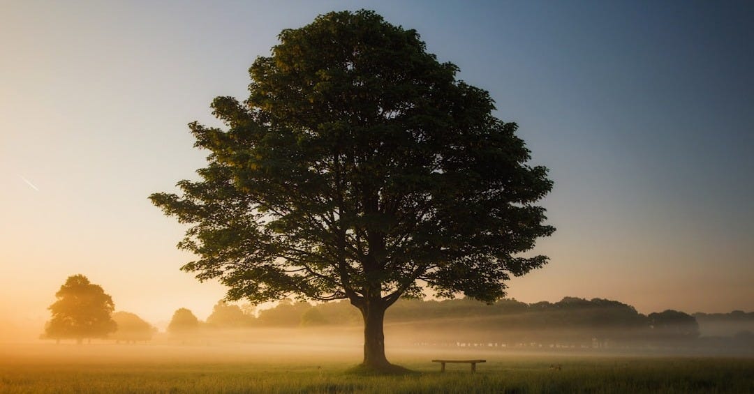 green leafed tree surrounded by fog during daytime