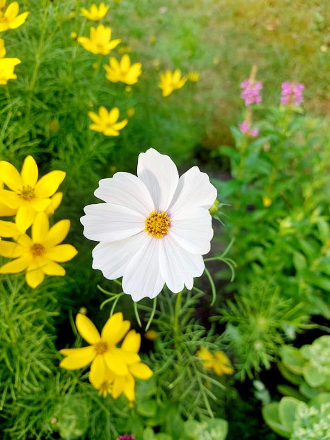 Summer flower pictures